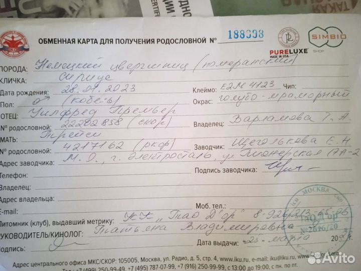 Померанский шпиц