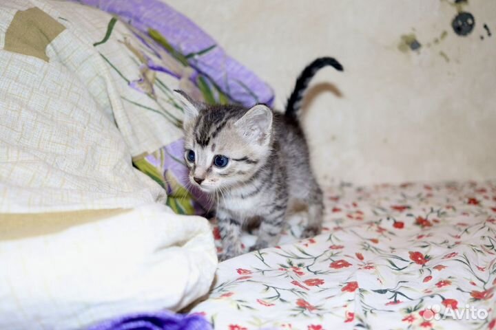 Котенок ищет дом