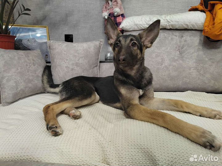 Собаки бесплатно в добрые руки