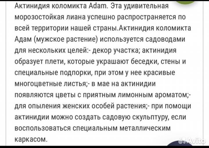 Актинидия коломикта, фундук