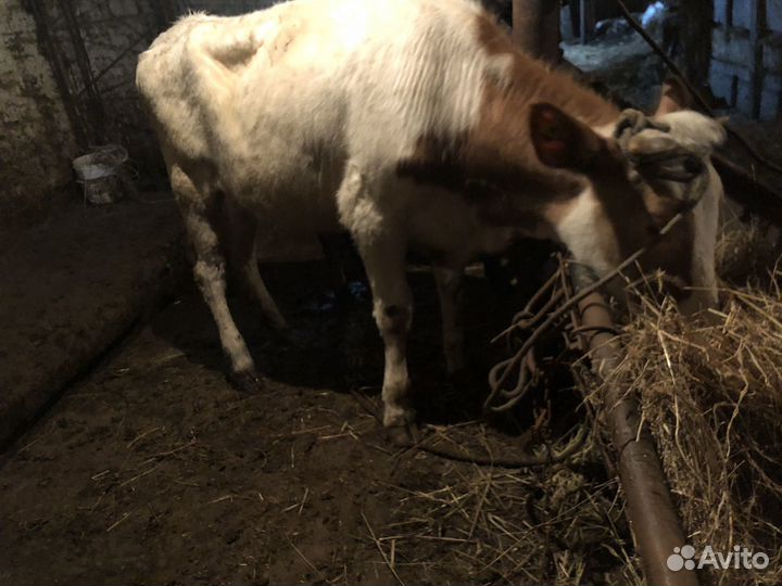 Быки и телки