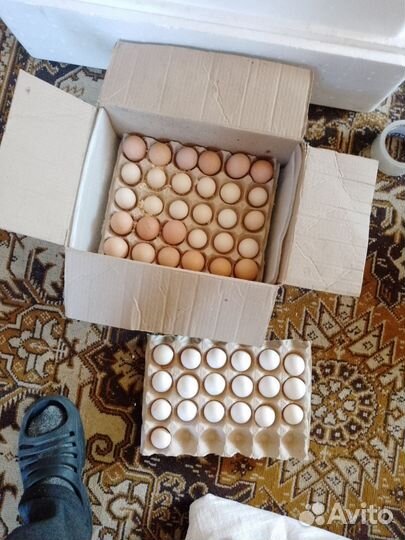 Инкубационное яйцо 