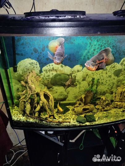 Аквариум
