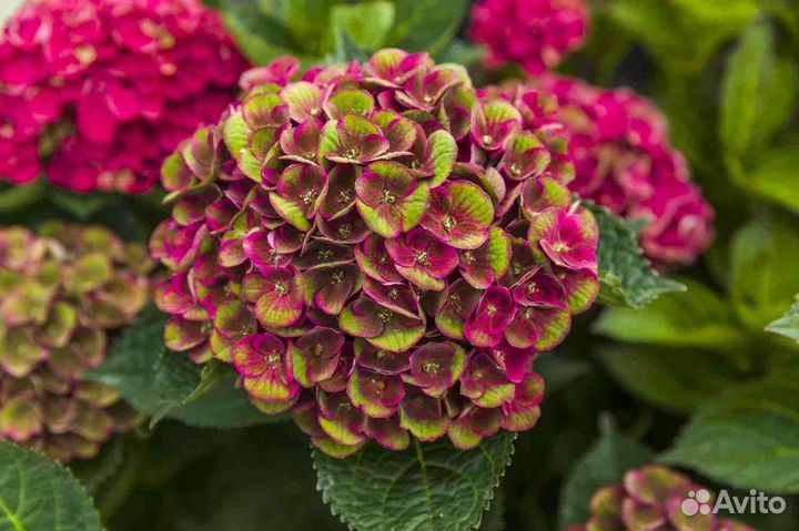 Гортензии крупнолистные