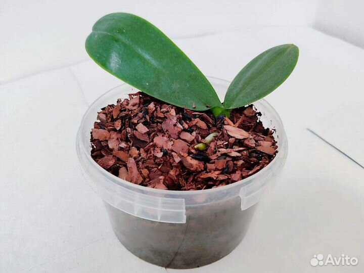 Дендробиум и Фаленопсис