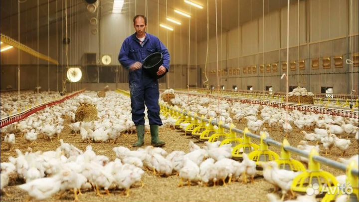 Рабочий на птицефабрику (вахта)