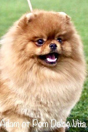 Шпиц для вязки