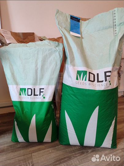 Семена мятлика