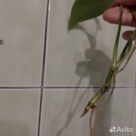 Эпипремнумы, филодендроны