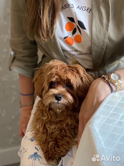 Передержка собаки дома VIP