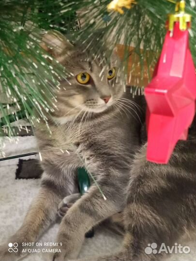 Кот Василий