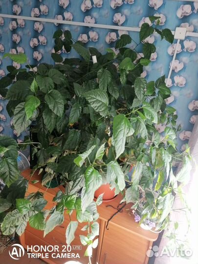 Роза домашняя гибискус