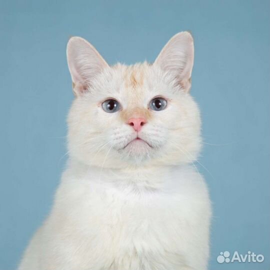 Красивый ласковый котик Сеймур