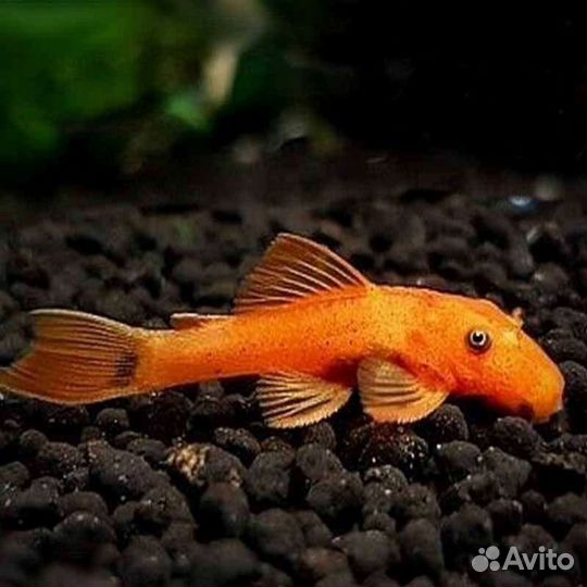 Сомы вуалевый,простой чистильщики разные, прайс