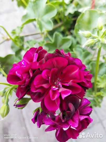 Цветы в подвесном кашпо