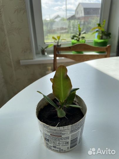 Кактус молочай миля крупноцветковый