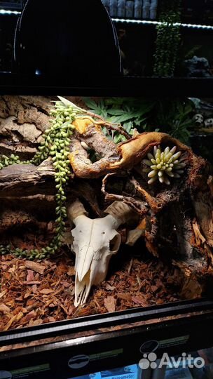 Террариумы премиум класса
