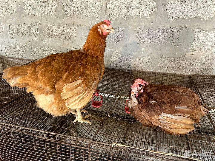 Куры несушки
