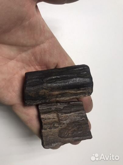 Окаменелости со следами живности