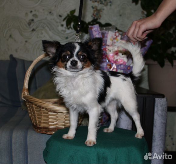 Маль -Чишки)