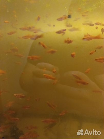 Аквариумные рыбы меченосцы