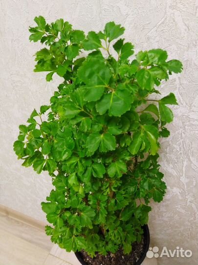 Комнатные растения-2