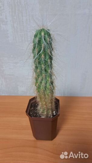 Кактусы и суккуленты