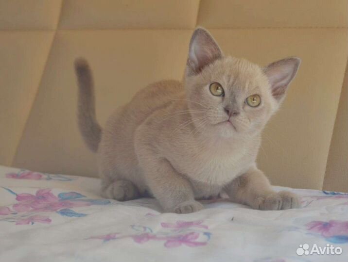 Бурманские котята