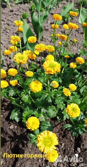 Многолетние садовые цветы, пишите мне в личку