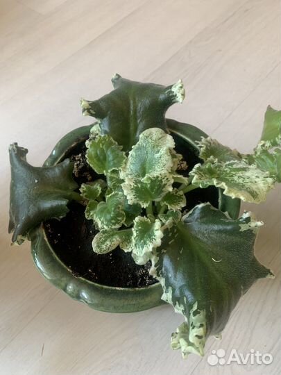 Фиалка белая Королевская