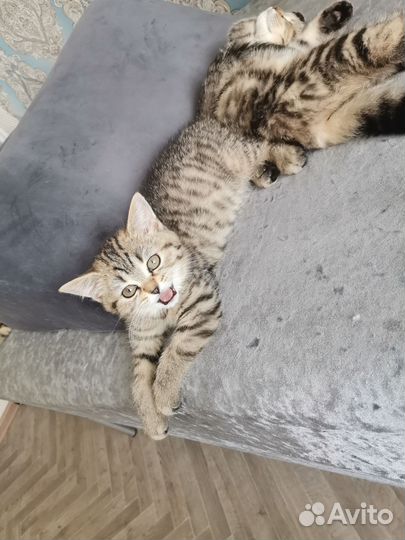 Британские котята, серебристая шиншилла