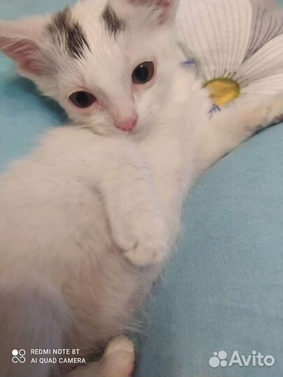 Белый котенок девочка в дар 1,5 мес