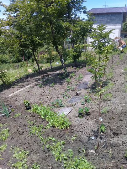 Участок 4 сот. (СНТ, ДНП)