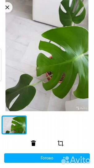 Растение монстера для озеленения помещений