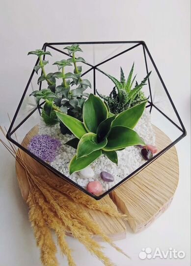 Флорариум с суккулентами Икосаэдр