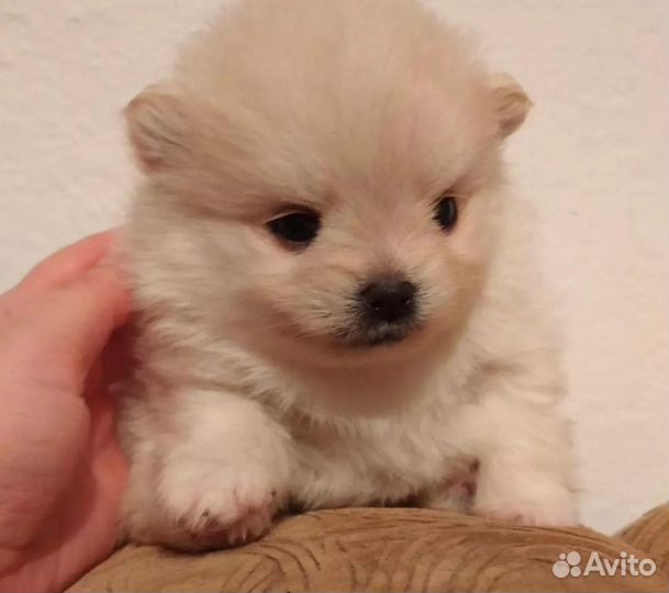 Померанский шпиц мини