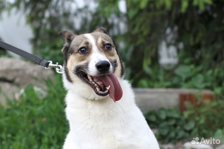 Найда ищет дом