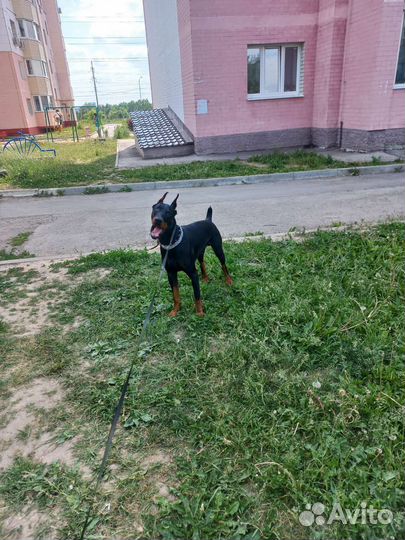 Собака доберман