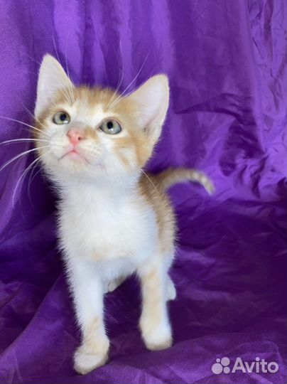 Персиковые котята в хорошие руки