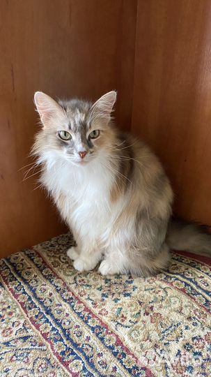 Погибают кошки