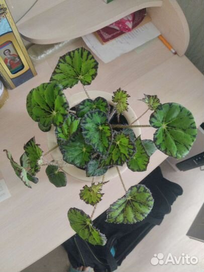 Растения для дома и офиса