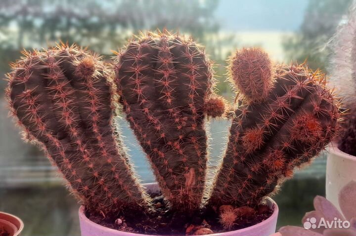 Кактусята мега плодовитого кактуса