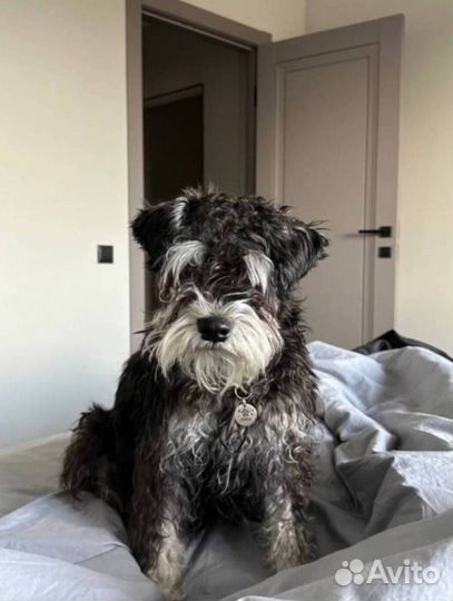 Адресники для кошек 20мм 25мм 32мм