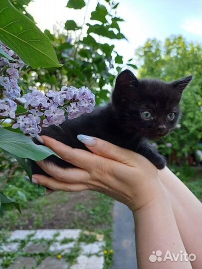 Котята в добрые руки бесплатно