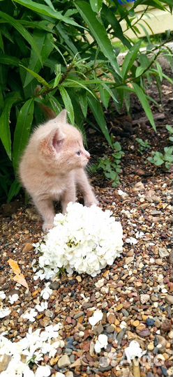 Коты ищут дом