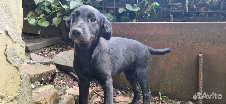 Щенок в добрые руки бесплатно