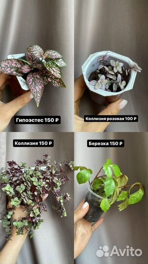 Комнатные растения