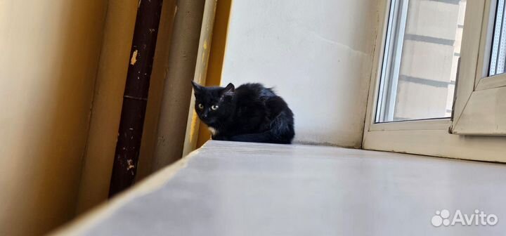 В подьезде третий день сидит котенок