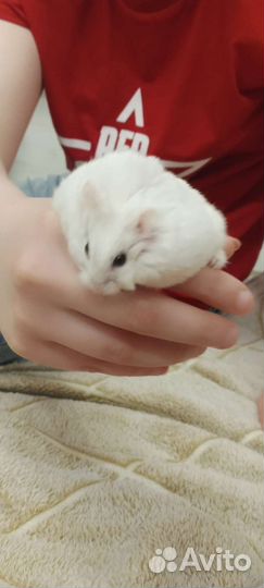 Джунгарские хомяки