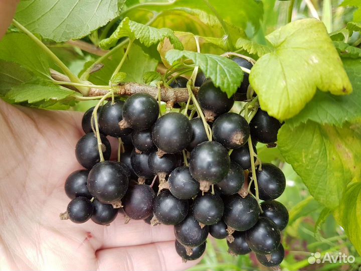 Смородина белая и чёрная